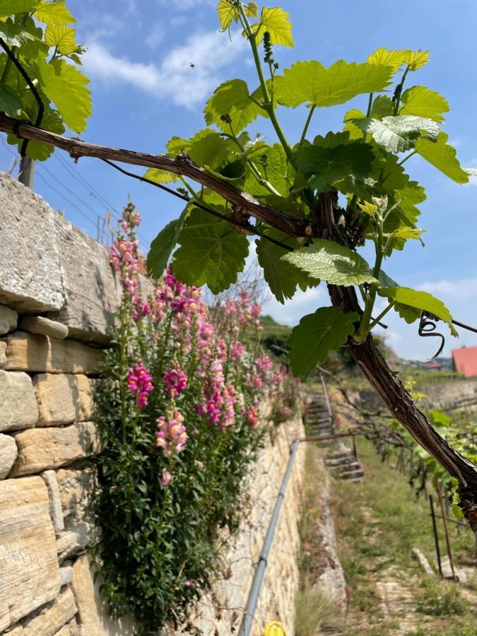 Ferienhaus Traminer Im Weinberg Freyburg Exterior photo